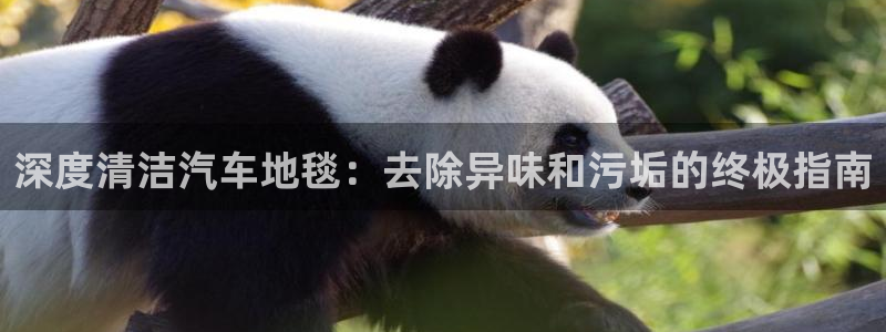尊龙官网免费下载：深度清洁汽车地毯：去除异味和污垢的终极