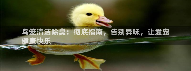 尊龙凯时注册：鸟笼清洁除臭：彻底指南，告别异味，让爱宠
